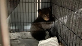Officers rescue orphaned bear cub after car accident kills its entire family