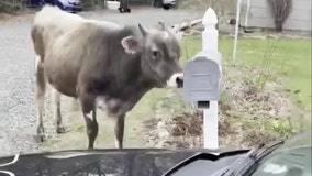 You’ve got ‘moo-ail’: Runaway bull batters mailbox, gets busted by police