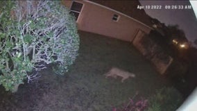 Florida Panther spotted on security cameras roaming Polk County backyard