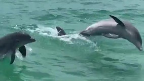 Watch: Dolphins splash in Sarasota PD Marine Patrol unit wake