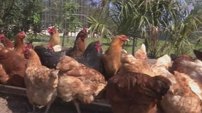 Cost of chicken could rise 70% as inflation hits farmers from all sides
