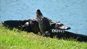 'Leave it alone': Florida alligators on the move ahead of mating season start