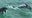 Watch: Dolphins splash in Sarasota PD Marine Patrol unit wake