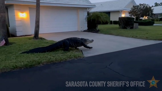 Massive gator takes Easter Sunday stroll through Venice neighborhood