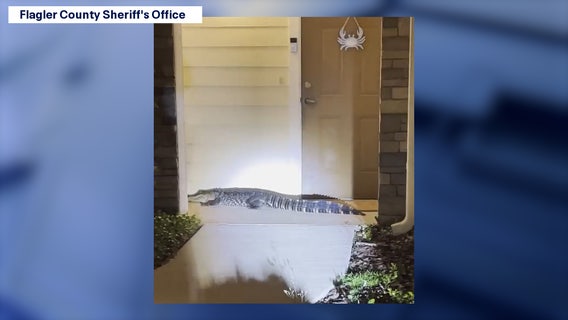 See the video: Alligator spotted on Florida doorstep