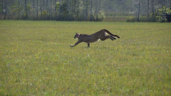 1-year-old Florida panther struck, killed by vehicle