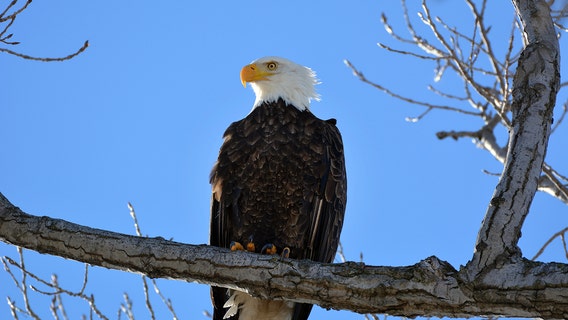 Florida-based wind energy company pleads guilty after 150 eagles killed at farms in 8 states