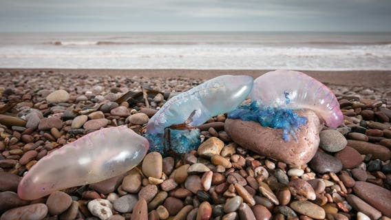 Portuguese man o' war blow into east coast Florida beaches along with spring breakers