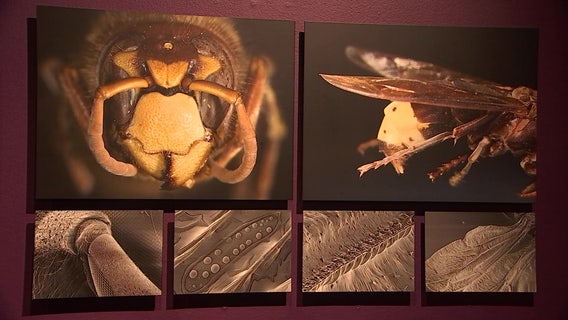 Science, art intersect at Bradenton museum