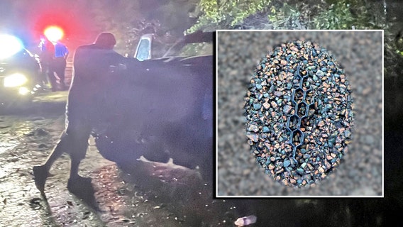 'Do the right thing': Troopers continue search for driver in deadly Dade City hit-and-run