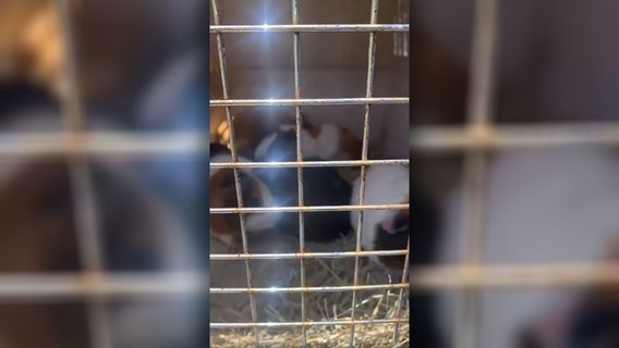 More than 20 dead, 14 live guinea pigs found dumped behind Carrollwood Walmart