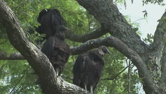 Wildlife rehabs, zoos take precautions after deadly bird flu outbreak pops up in Tampa Bay