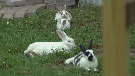 Don't buy live bunnies this Easter, animal officials warn parents