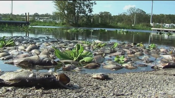 'We have to do more': Study shows human activity plays role in intensifying red tide blooms over last decade