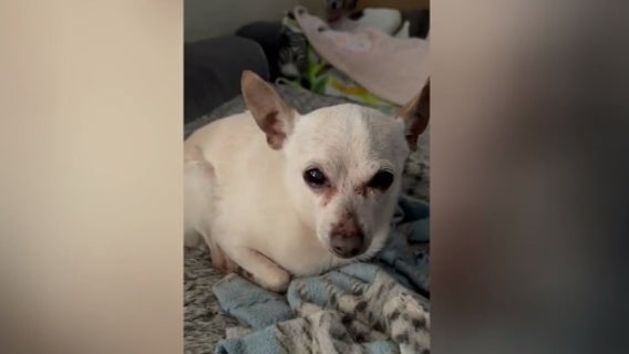 Florida dog named 'TobyKeith' breaks record as oldest in the world