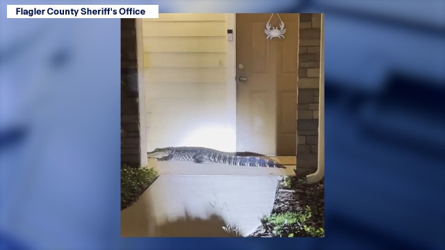 See the video: Alligator spotted on Florida doorstep