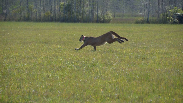 1-year-old Florida panther struck, killed by vehicle