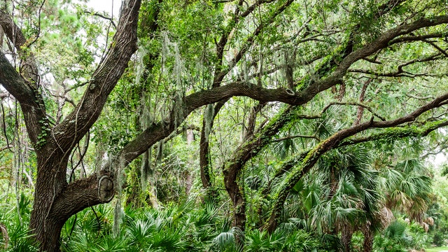 City of Tampa giving away 1,000 free trees to improve urban canopy