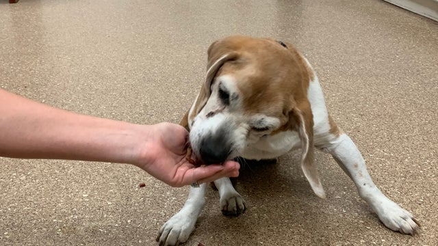 Dog abandoned, leashed to pole outside adoption center, staff says