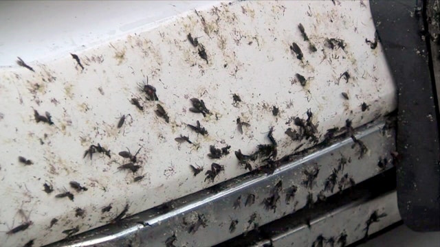 Lovebug facts: Car engines actually attract Florida's springtime pest