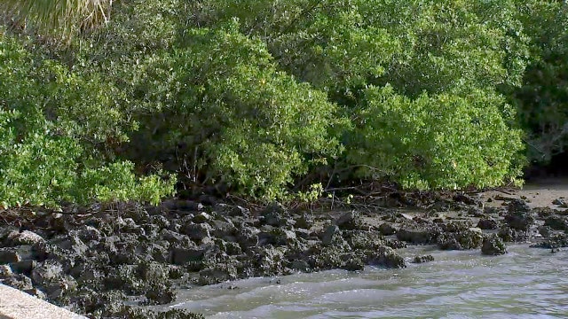 Tampa gets $200,000 grant to help find ways to protect from future coastal issues along McKay Bay