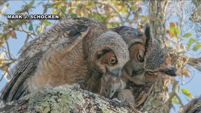 Wildlife volunteers work to rescue young owl after four died from eating poisoned rats