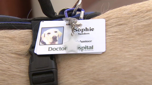 'Failed' guide dog finds new purpose at Sarasota Doctors Hospital