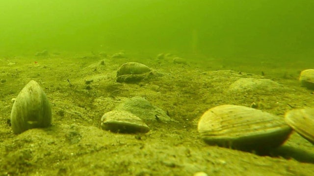 Volunteers to release 120,000 clams to help filter water in Sarasota Bay