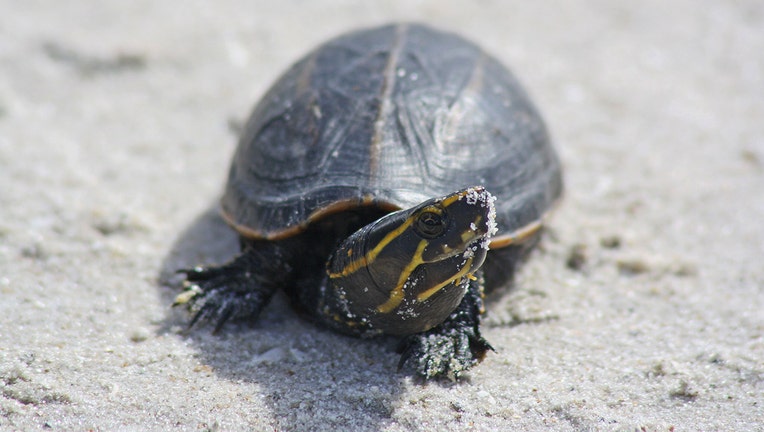 ‘Lizard King’ gets 7 months for trafficking Florida freshwater turtles ...