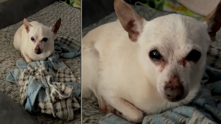 Oldest best sale living chihuahua