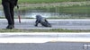 Alligator waddles across Tampa road, stopping morning traffic