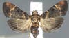 Rare moth not seen in 110 years found in luggage at Detroit airport