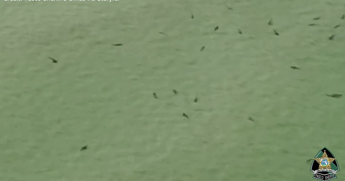 Deputies warn swimmers of sharks off Pasco County coast | FOX 13 Tampa Bay