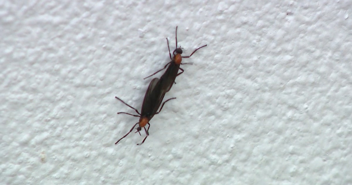 lovebug.jpg?ve=1&tl=1
