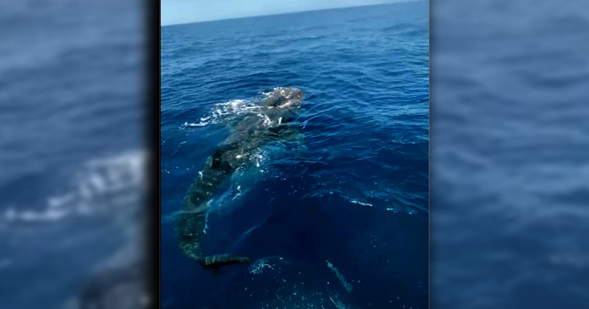 Yearly tradition of whale shark sightings off Anna Maria Island ...