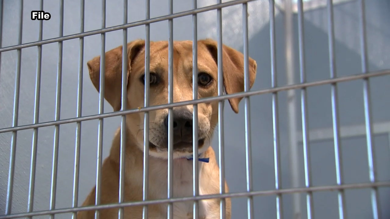 ‘Shelters are full’ due to alarming rate of owners surrendering pets