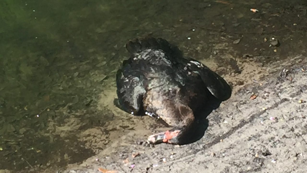 What's killing the ducks in Citrus Park neighborhood? - Vimarsana News