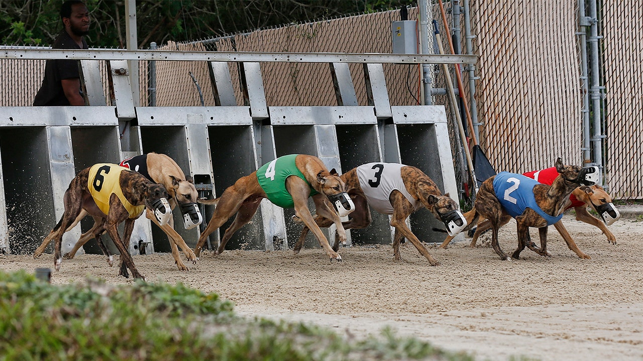 Greyhound dog store racing near me