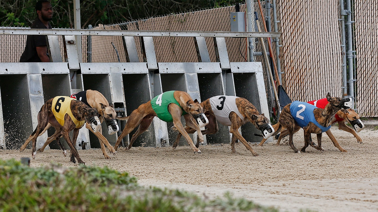 Greyhound racing in U.S. nearing its end after long slide