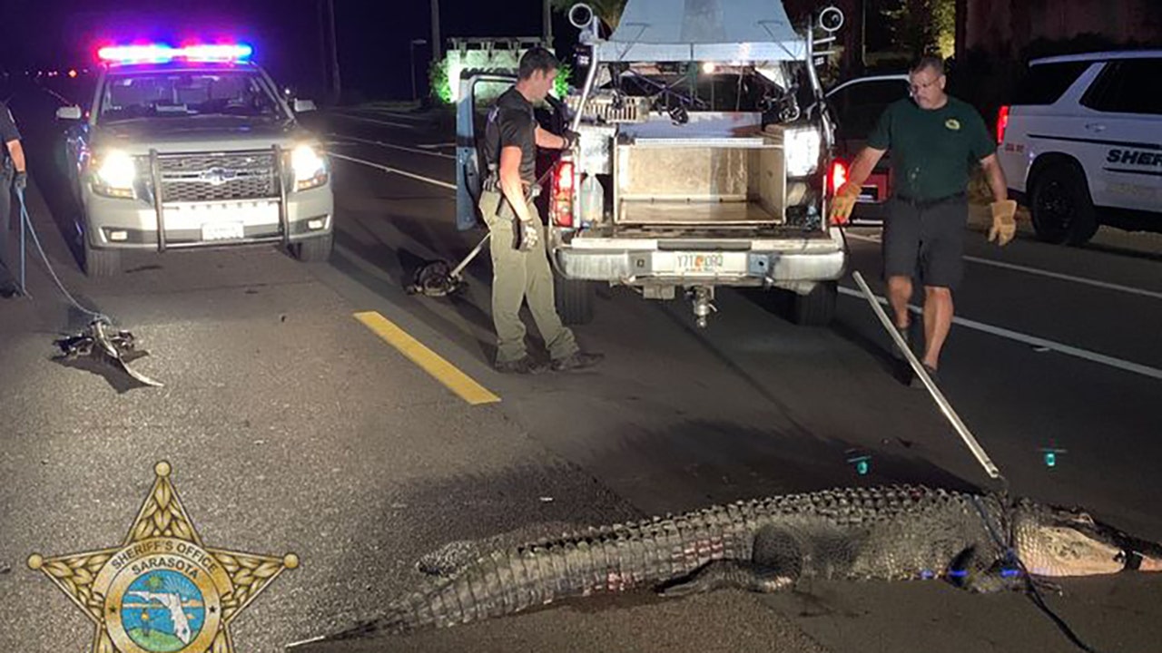 Sarasota deputies help wrangle 3 alligators in one spot