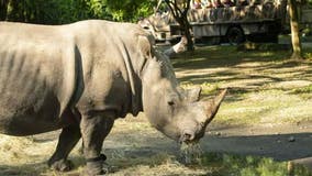 Disney World rhino gets fitted with fitness tracker