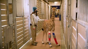 Bracing for her future: Newborn giraffe in California fitted with leg prosthetic