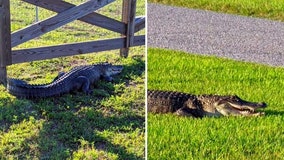 Unwelcome alligator shows up in Plant City backyard as mating season gets underway