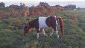 Four horses, donkey stolen from Wimauma pasture in last four months