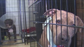 Foster homes needed for Pitbulls, bully breed rescue dogs as Polk County shelter fills up