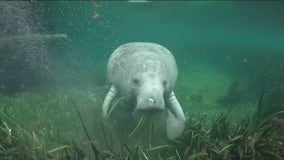 Florida conservation groups sue EPA over water pollution killing off manatees, sea turtles