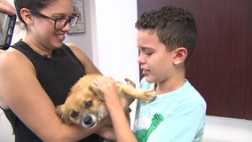 'He's lucky': Dog lost at TPA found and reunited with family one week later