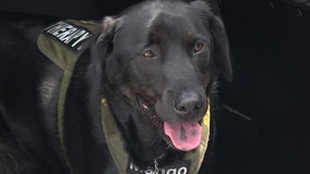 'His demeanor is perfect': PSO therapy dogs help deputies with mental health-related calls