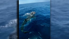 Yearly tradition of whale shark sightings off Anna Maria Island continues