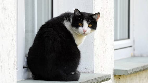 Cats to stay indoors in German town during rare bird's breeding season